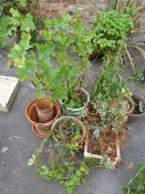 Collection of Terracotta Pots & Potted Plants