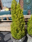 Concrete Planter complete with Fern Tree