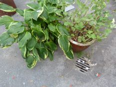 2 Ceramic Planters including Hosta Plant etc