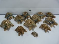 12 Wade Tortoises