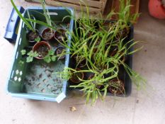 Collection of Plants