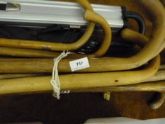 Collection of Walking Sticks