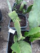 *3 Chinese Cacti