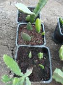 *3 Chinese Cacti