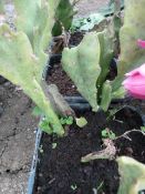 *3 Chinese Cacti