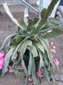 *Flowering Chinese Cacti