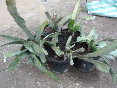 *5 Chinese Cacti