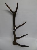 Stag Antler
