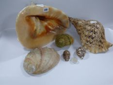 Collection of Shells