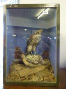 Cased Bird of Prey with It's Kill