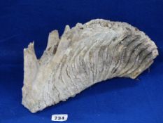 Fossilised Mammoth Tooth