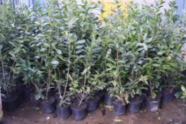 5 x Laurel Potted Garden Plants - Approx 4 to 5 Feet Tall - CL057 - Location: Welwyn, Hertfordshire,