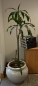 1 x Potted Plant Pot With Plant and Stones - Large Size - Ideal For The Home or Office - Approx