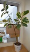 1 x Potted Plant - Real Plant With Bright Vibrant Colours - Ideal For The Home or Office - Height