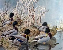 CHARLES FREDERICK TUNNICLIFFE limited edition (173/500) coloured print - study of ducks on the