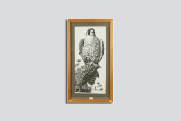 CHARLES FREDERICK TUNNICLIFFE full length black and white print - an alert peregrine falcon from