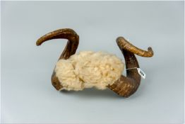 A pair of well curled ram's horns with a wool covered centre