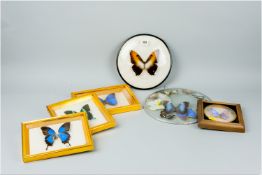 A quantity of mounted and framed butterflies of various sizes (varied conditions)