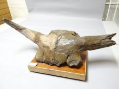 A rare fossilised buffalo horn with skull, found in Russia and mounted to a wooded base, 31 ins long