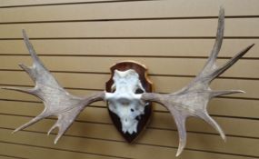 A pair of Norwegian elk-stag antlers with skull, mounted to a mixed-wood shield-shaped wall-