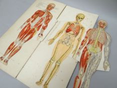A volume of 'Philips' Popular Manikin of the Human Body' edited by W S Furneaux, with sixteen