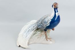 An excellent Copenhagen Porcelain figure of a blue breasted pheasant with one leg raised standing