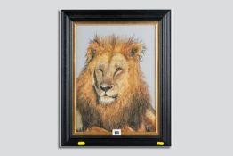 JULIA HOBBS watercolour - study of a lion's head, signed and dated 1995, 40 x 29 cms