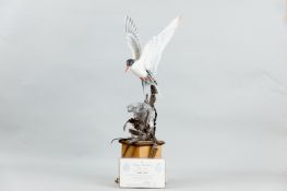 A superb Albany Fine China bronze, porcelain and glass figure of an Arctic Tern in full flight above