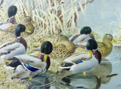 CHARLES FREDERICK TUNNICLIFFE limited edition (173/500) coloured print - study of ducks on the