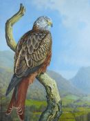 GARETH PARRY oil on board - fine study of a Red Kite on a branch in a valley setting, signed and