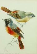 MILDRED ELSIE ELDRIDGE watercolour - a fine study of two Redstarts, signed and dated 1971 with