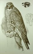 CHARLES FREDERICK TUNNICLIFFE limited edition (11/90) lithograph - a perched peregrine falcon with