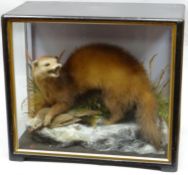 A cased taxidermy diorama of a mustelidae-family specimen clutching a song bird prey on a pseudo-