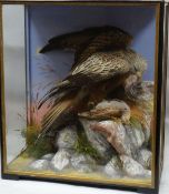 A taxidermy cased diorama of a red kite (Corrected from earlier description as a 'buzzard')with