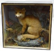 A cased taxidermy fox-cub specimen seated on a pseudo-rocky mount with grassy base and sky-blue