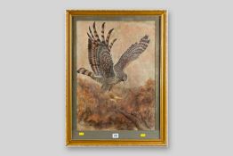 RAMA SAMARAWRA mixed media - female hen harrier in pouncing mode, signed, 23.5 x 16.75 ins (59.5 x