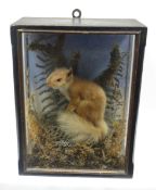 A taxidermy diorama of a red squirrel in foliage, 13.25ins high (34cms)