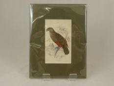 A Collection of Various Antiquarian Prints depicting maps, plants, animals, birds, butterflies