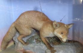 Darwin's Preferred Taxidermist H. Shaw, Shrewsbury, December 15th, 1877, a Taxidermy Fox with