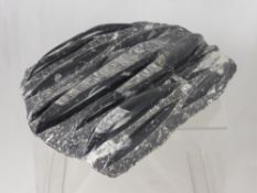 A Large Devonian Age Cuttlefish Fossil, Orthoceras, from the Atlas Mountains, Morocco, approx 370