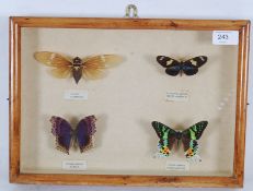 A good early 20th century cased taxiderm