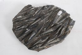 A fantastic large Fossil Group