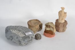 A collection of fossils and casts to inc