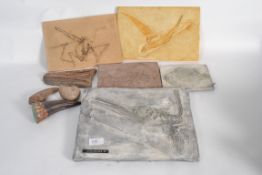 A good collection of fossil plate casts