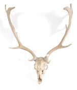 An early 20th century Stag skull having