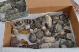 FOSSILS; A collection of fossils to incl