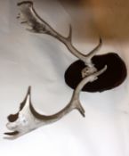A 20th century set of antlers / horns, mounted on a rustic log plaque.