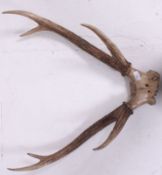 A  pair of mounted 6 point stag antlers being mounted to an armorial wooden plinth base