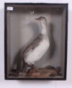 TAXIDERMY. A preserved and mounted Balea