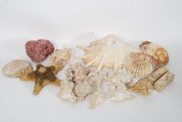 An assortment of various sea shells to i